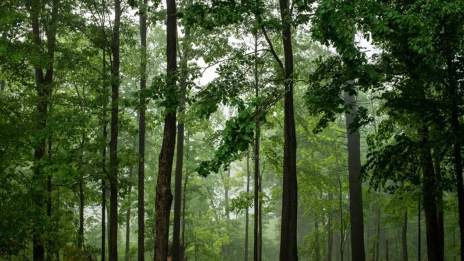  RDC : Kinshasa accueille les états généraux des forêts